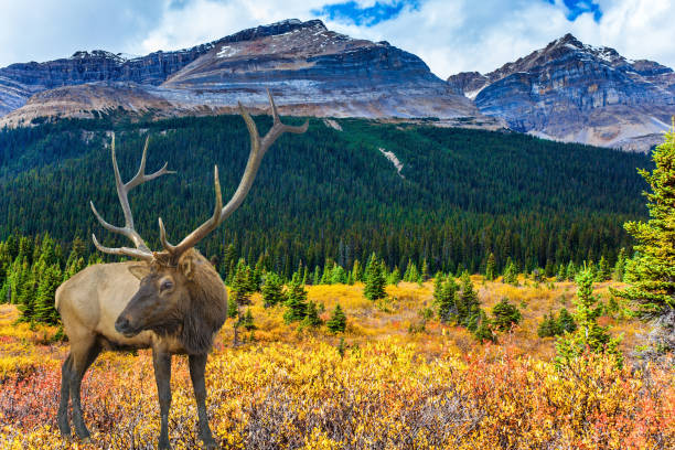istock The magnificent autumn 1187406735