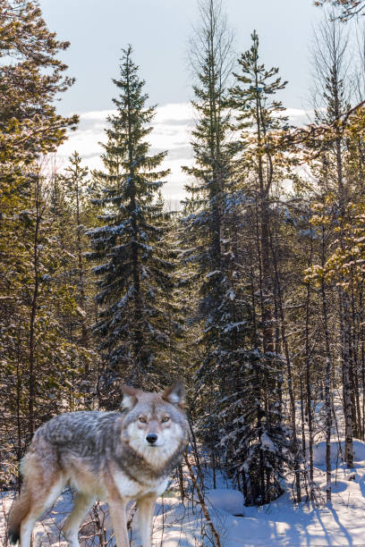 istock Gray wolf stands in the forest 1187406766