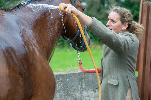 istock lady using hose to cool down a horse after exercise 1187407273