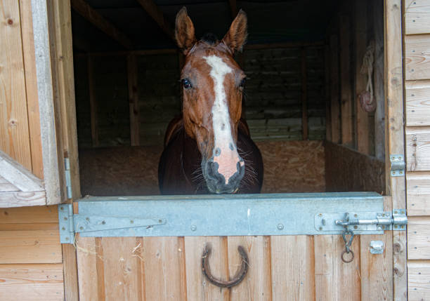istock Horse in a stable looking out 1187407281