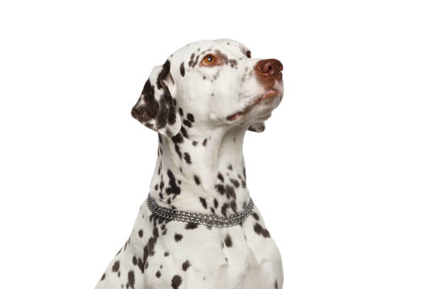 istock Dalmatian Dog Looking up on Isolated White Background 1187408425