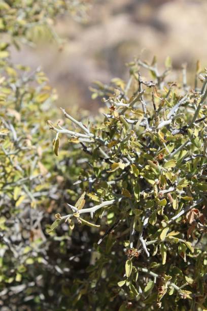 istock ZIZIPHUS OBTUSIFOLIA - JOSHUA TREE NP - 101819 B 1187408570