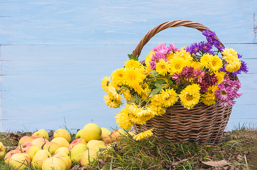 Bunch of yellow chrysanthemums in the old wicker basket and ripe apples