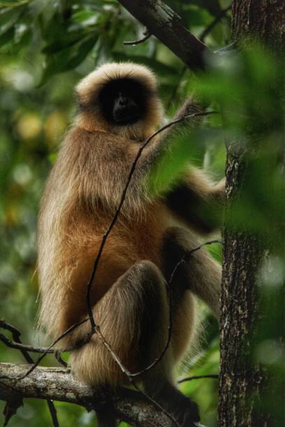 istock Langoors from Dandeli in Karnataka 1187408851