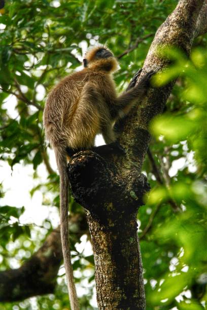 istock Langoors from Dandeli in Karnataka 1187409725