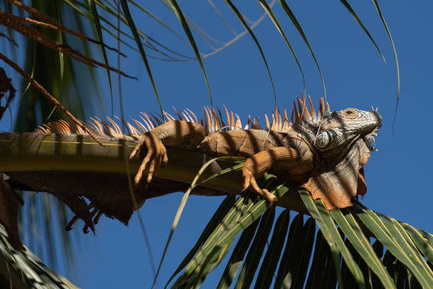 istock A green Iguana in a palm tree in a natural wild South American environment. 1187410121