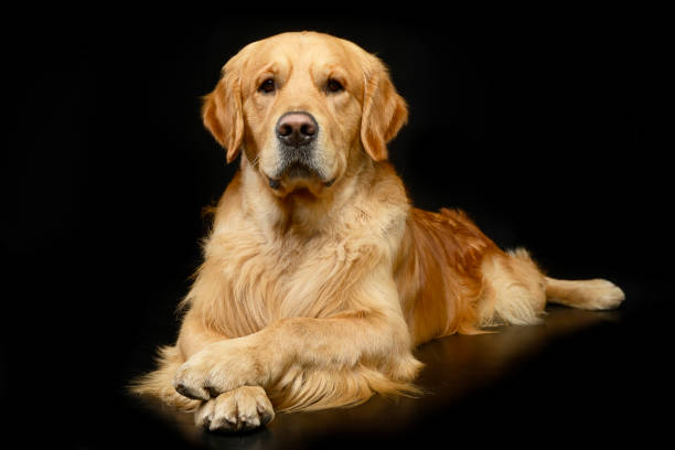 studio shot of an adorable golden retriever - dog golden retriever lying down isolated imagens e fotografias de stock