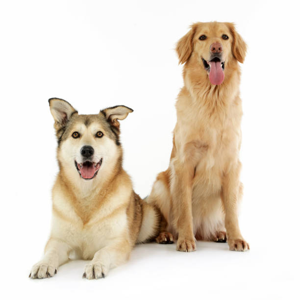 istock Studio shot of two adorable mixed breed dog 1187410347