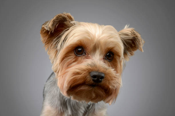 istock Portrait of a cute Yorkshire terrier 1187410353