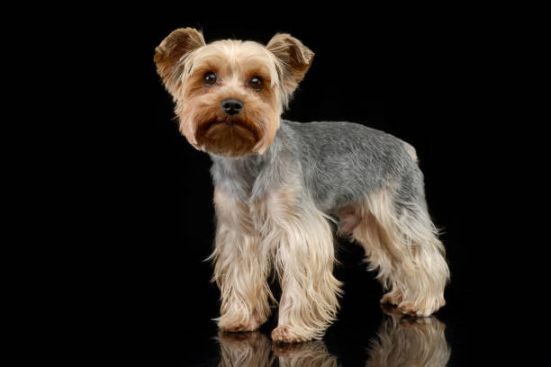 istock Studio shot of a cute Yorkshire terrier 1187410357