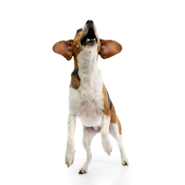 istock An adorable Beagle standing on two legs and yelping 1187410373