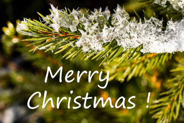 istock Christmas-tree branch on a blurred background.Winter Christmas background with fir tree branch Merry Christmas and happy New Year greeting card with copy-space.Winter landscape with snow and fir trees 1187410374