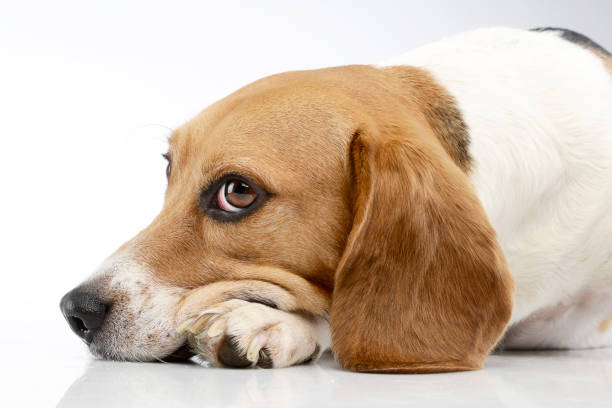 istock Studio shot of an adorable Beagle 1187410376