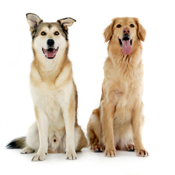 istock Studio shot of two adorable mixed breed dog 1187410378