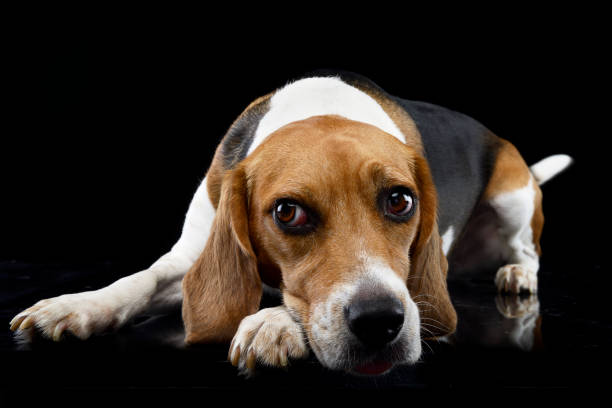 istock Studio shot of an adorable Beagle 1187410392