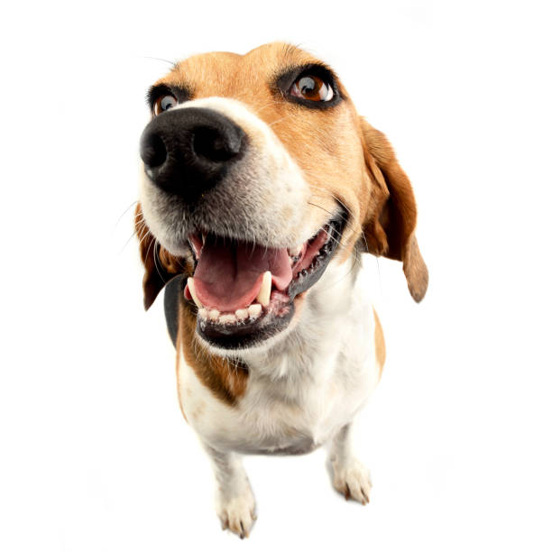 istock Wide angle shot of an adorable Beagle 1187410399