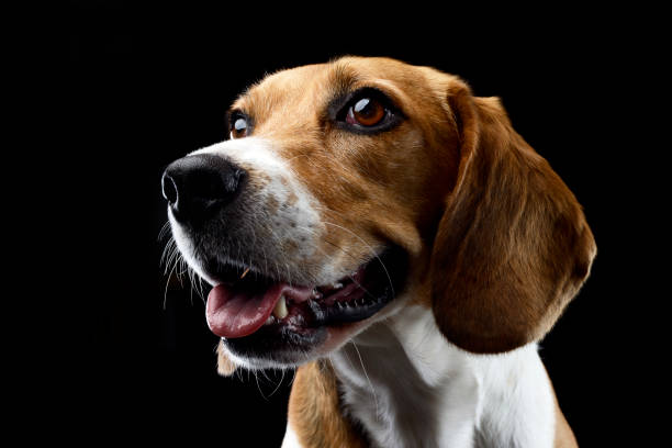 istock Portrait of an adorable Beagle 1187410414