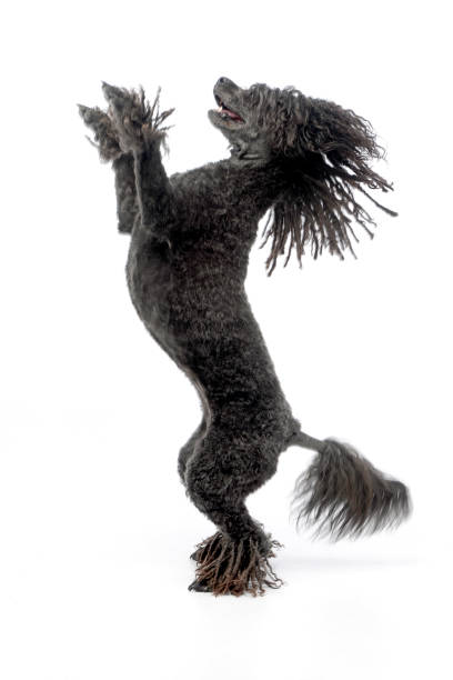 istock An adorable Puli standing on two legs 1187410421