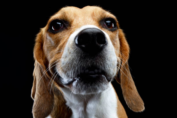 istock Portrait of an adorable Beagle 1187410428