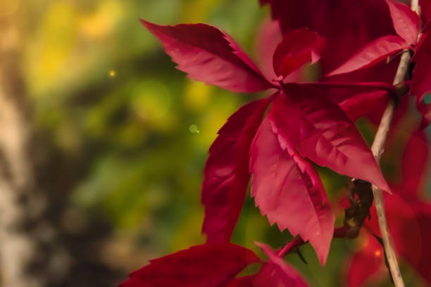 istock the red leaves of grapes 1187411130