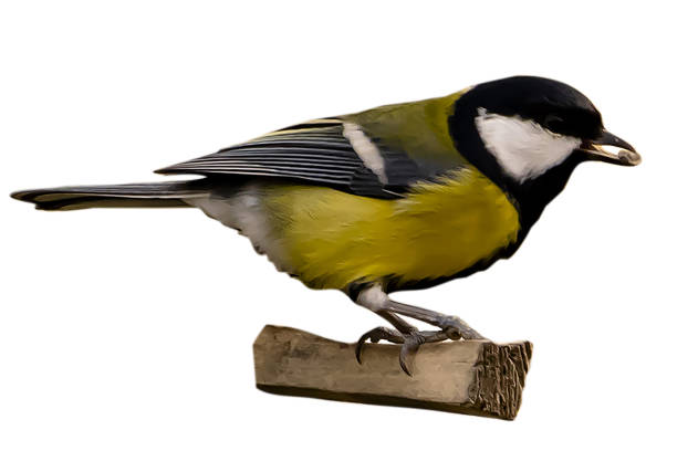 istock bird tit on a branch with a seed close-up isolated 1187411150