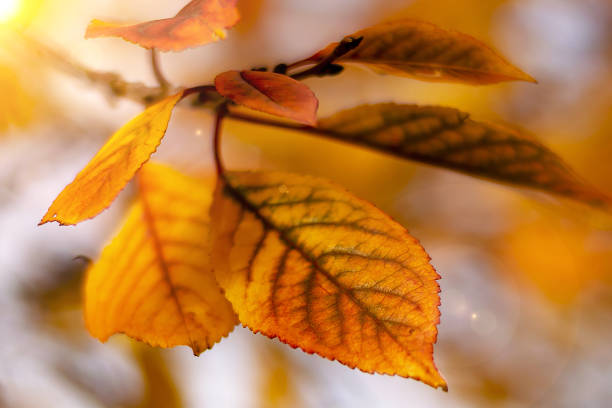 istock autumn leaves closeup yellow on a tree branch 1187411173