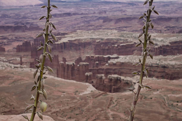 Most of the rock found in Canyonlands today came from distant mountain ranges like the ancestral Rockies and even the Appalachians. For millions of years, rock was broken down and carried here by wind and water, creating deposits that eventually became distinct layers of sedimentary rock.