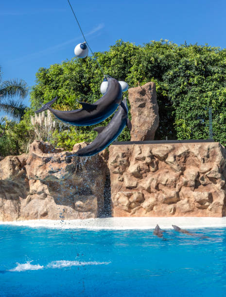 istock Dolphin show in the Loro Parque, 1187413034