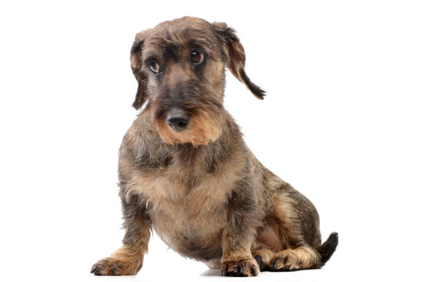 istock Studio shot of an adorable Dachshund 1187414371