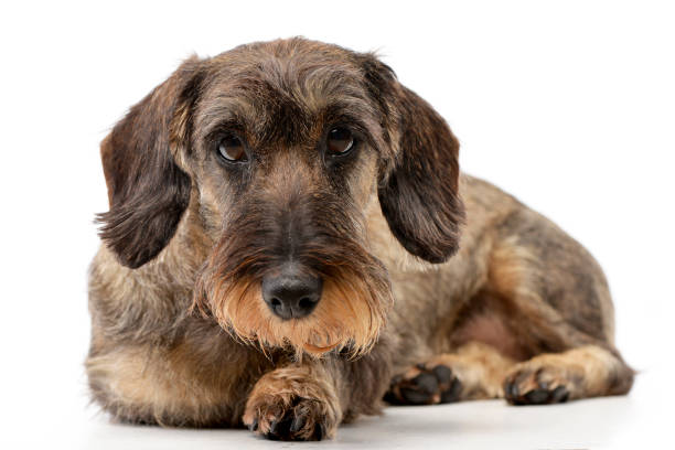 istock Studio shot of an adorable Dachshund 1187414427