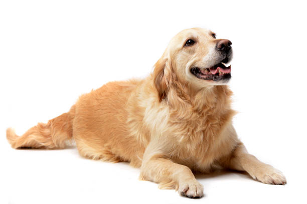 istock Studio shot of an adorable mixed breed dog 1187414436
