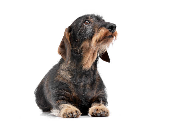 istock Studio shot of an adorable Dachshund 1187414529