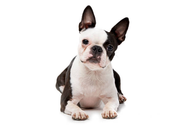 istock Studio shot of an adorable Boston Terrier 1187414561