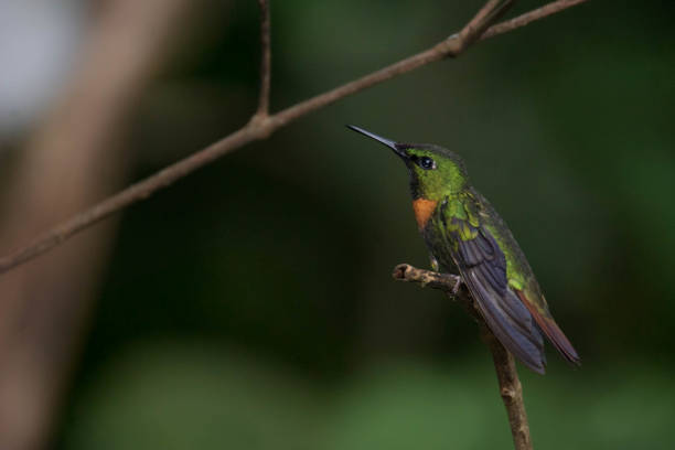 istock Tropical bird goulds jewel front 1187415963