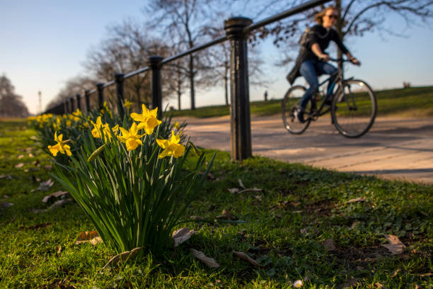 Daffodils in Hyde Park, London London, UK - February 26th 2019: Daffodils in bloom in the beautiful Hyde Park in London, UK. hyde park flowers stock pictures, royalty-free photos & images