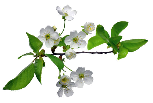 istock The branches of flowering cherry with foliage. cherry blossoms sakura tree bloom in spring isolated on white background.  copy space.  close - up. 1187417310