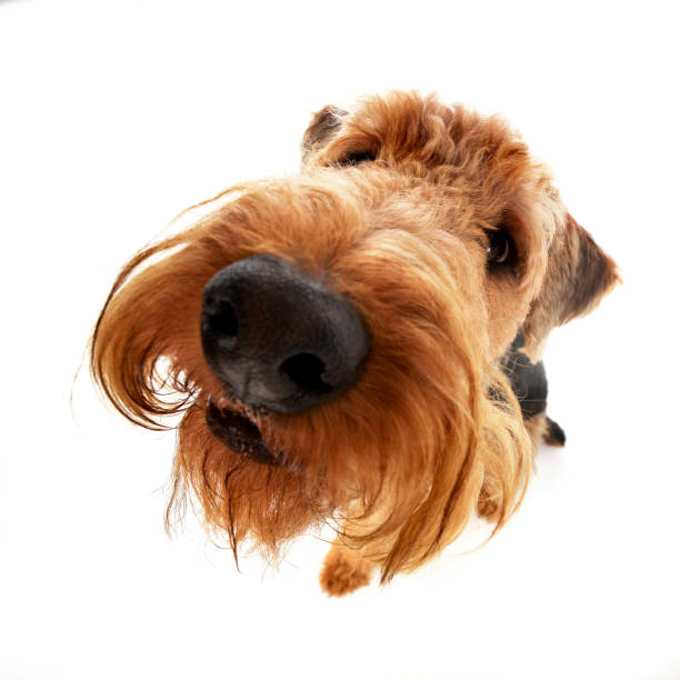 istock Wide angle shot of an adorable Airedale terrier 1187418326
