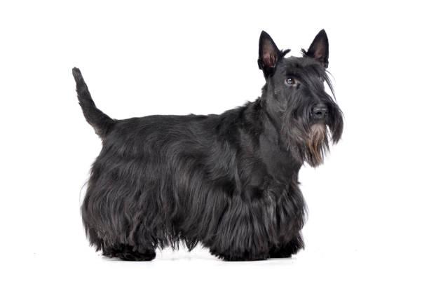Studio shot of an adorable Scottish terrier