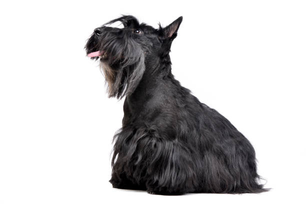 istock Studio shot of an adorable Scottish terrier 1187418506