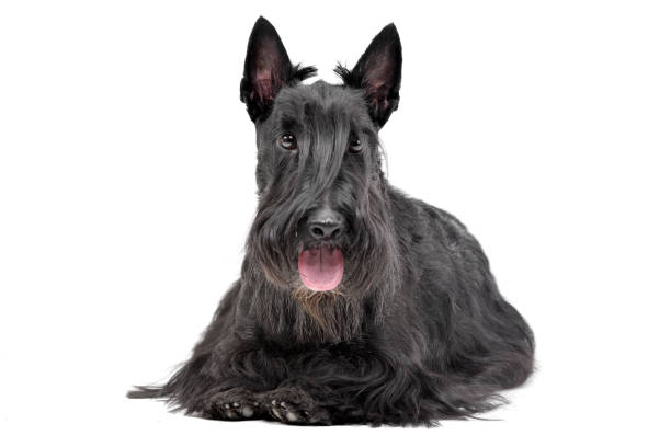 istock Studio shot of an adorable Scottish terrier 1187418507