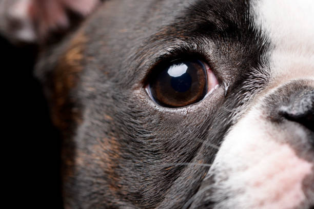 Portrait of an adarable Boston terrier