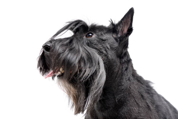 istock Portrait of an adorable Scottish terrier 1187418549