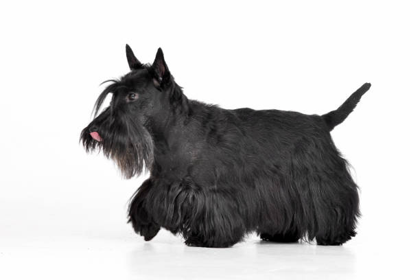 Studio shot of an adorable Scottish terrier