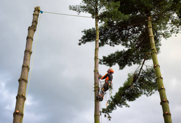 istock Arborist man with harness cutting a tree, climbing. 1187418886
