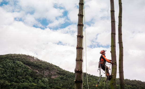 istock Arborist man with harness cutting a tree, climbing. 1187418920