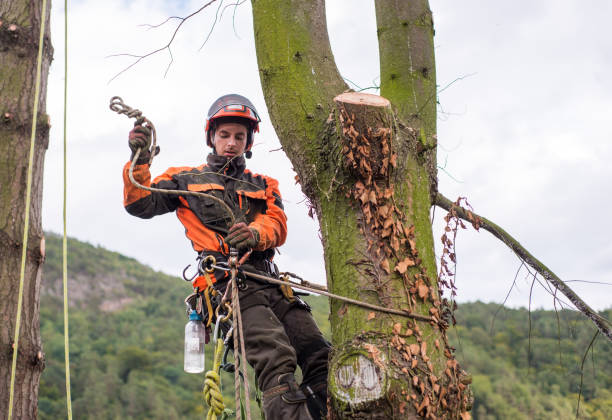 istock Arborist man with harness cutting a tree, climbing. 1187418957