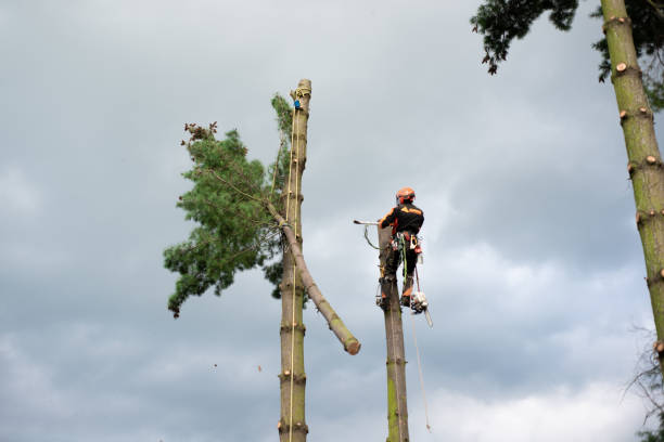 istock Arborist man with harness cutting a tree, climbing. 1187418993