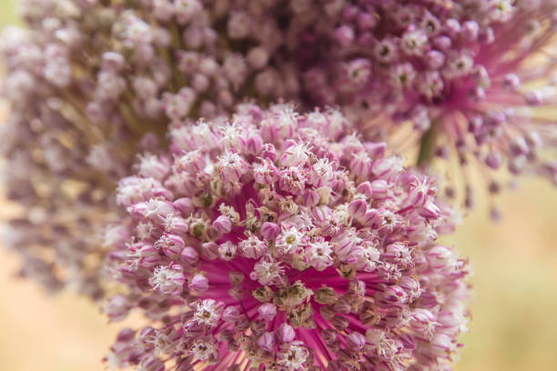 Pale pink leek flowers close up