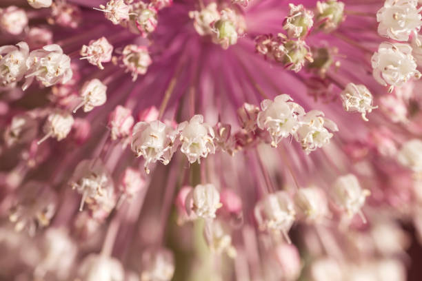 istock Leek flowers blooming close up 1187419085