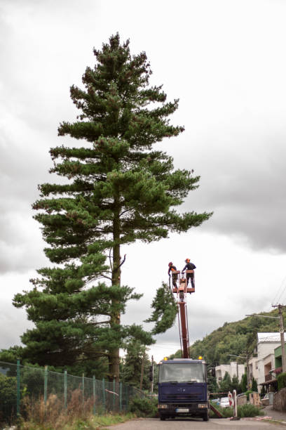istock Arborist men with chainsaw and lifting platform cutting a tree. 1187419694
